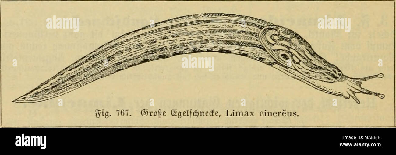 . Dr. Johannes Leunis Synopsis der thierkunde. Ein Handbuch für hÃ¶ hier Lehranstalten und für alle, welche sich wissenschaftlich mit der Naturgeschichte der thiere beschÃ¤ftigen wollen. Â© o'^le unb bie aud^ in baÂ § @ (f) ilb ftc^ erftrecfenbe glednng beÂ "^eSÂ" biÃ¶ bnnfefgraucn ÃÃ¶rperÃ¶; ? Ã¤nge 15 âIS;^^ • Breite 2'' •. 3 n ganj Seutfc^ Ianb, aber feltener aU bie lun-ige-oft-mit-ipr sufammengetocrfene 3 Irt; in TOauerfpalten, gelfenribcn, Ãellern, buntlen, ft^ attigen Ã¤ BÃ¤lbern. * L. unicÃ¶ Lor "^Heyn, Â© d^ilb unb KÃ¶rper einfarbig, Nic^t gefledt; bie@o^ lc ift einfarbigmeiÃ; fange 12 â 15 & Stockfoto