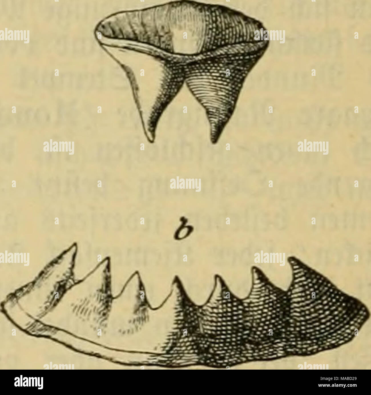 . Dr. Johannes Leunis Synopsis der thierkunde. Ein Handbuch für höhere Lehranstalten und für alle, welche sich wissenschaftlich mit der Naturgeschichte der Thiere beschäftigen wollen. 5 ig. tiSS.eine Oberfiefer", h Unterficferjä^ ne beö äJfeerneunaugcJ, Petromyzon Marinus. 1) Petromyzon=äbnlicfie. 2) "JTrepiija © AUMEN, apTiG? Iveüftänbig; njcil ber © AUMEN t ber 9} afe niefit burcfibercben irirb. 3) rsTpo? Stein, [J-J^ acu Ikvi fange; "Eil fie Fic^ ein Steine fcftfaugen. 4) im 93 icere lebenb. (5) J-lnffen (cbcnb. Stockfoto