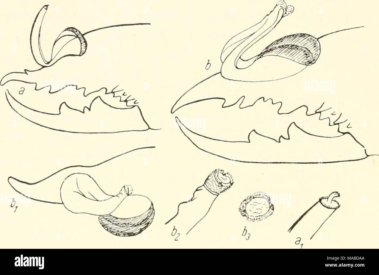 . Dr. H. G. Bronn von Klassen und Ordnungen des Thier-Reichs: wissenschaftlich dargestellt in Wort und Bild. Abb. 296. Solpuga schönlandi Pocock^, a=rechte Chelicere medial, Al=Schaft - Ende des Flagellum medial stärker vergrößert. - Solpuga paludicola Pocock&lt; § (b = rechte Chelicere medial, bx = rechter unbeweglicher Finger mit Flagellum in Dorsalansicht, b2 = Schaftende des on the left side Flagellum in Lateralansicht, b3 = Ende - Scheibe des Flagellum-Schaftes, stärker vergrößert (/ Typus; Behaarung weg gelassen). 23'. Beweglicher Finger mit 1 Zwischenzahn; Schaft des Flagellum von breiter, B Stockfoto