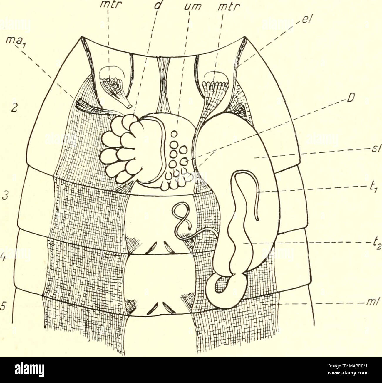 . Dr. H. G. Bronn von Klassen und Ordnungen des ThierReichs
