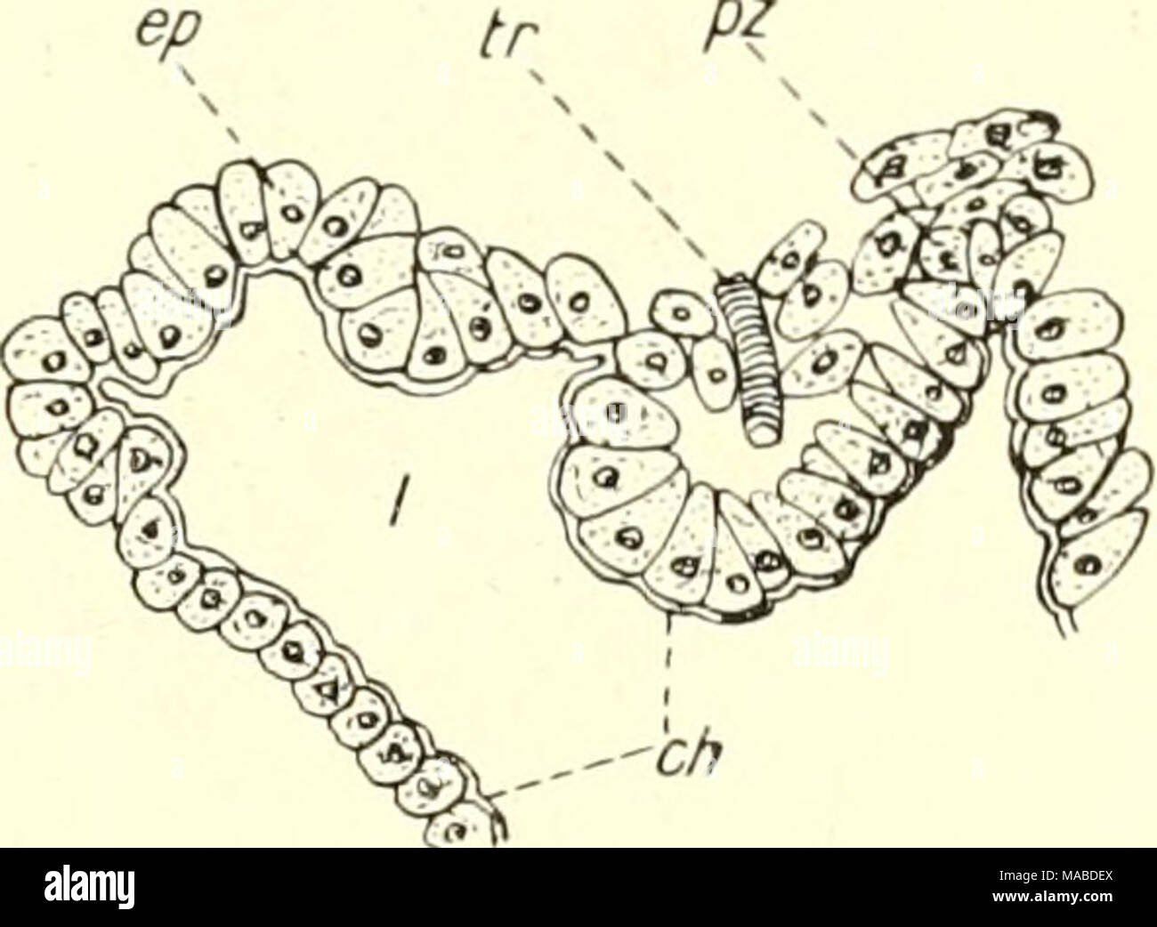 . Dr. H. G. Bronn von Klassen und Ordnungen des ThierReichs