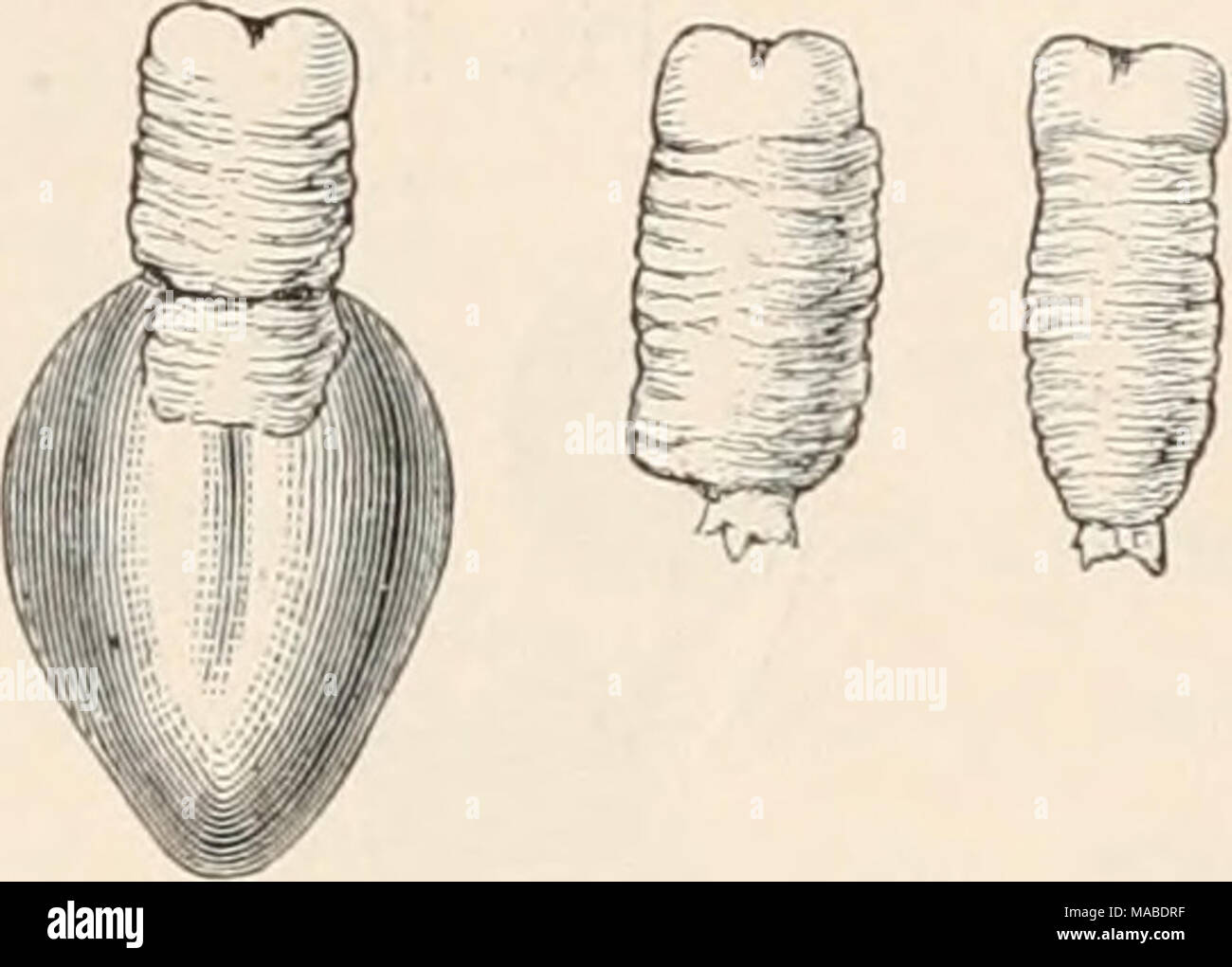 Taenia serrata Fotos und Bildmaterial in hoher Auflösung Alamy