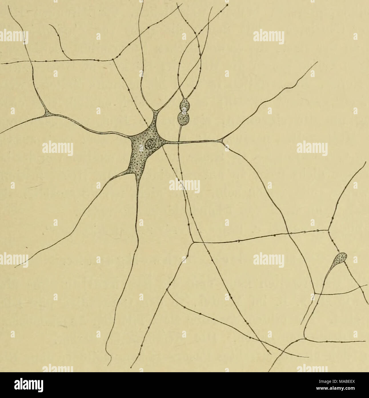 . Dr. H.G. Bronn von Klassen und Ordnungen des Thier-Reichs: wissenschaftlich dargestellt in Wort und Bild. Sternzelle und varicöses Netz aus der Bauchflosse von Pterotrachea (/ paneth). von Paneth bestätigt. Boll, der sich zugleich in L euckart stützt, unterscheidet drei verschiedene Zellelemente in der gallerte (212), in der Grundsubstanz, deren Brechungsexponent sich kaum von dem des Wassers unterscheidet, liegen: a. Mit Zellen Einems verhältnissmässig kleinen Zellkörper und einer buschartigen förmlich, nach allen Seiten schnell gleichmässig feinen Verästelung ausstrahlenden, Top, durch die wir Stockfoto