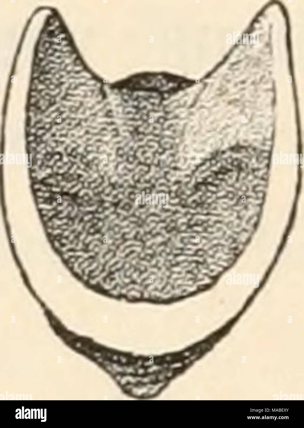 . Dr. H.G. Bronn von Klassen und Ordnungen des Thier-Reichs: wissenschaftlich dargestellt in Wort und Bild. Erstes und Letztes, zwei iiiittluru Sehalenstück von Crijptoplux ücnlalus uuteii vuii Ihr Browser kann leider keine eingebetteten Frames anzeigen, und links (naeli Ha d DFÜ). Der wesentlichste Unterschied zwischen Tegmentum und Articula- mentum beruht auf der verschiedenen Betheiligung der anorganischen und organischen Substanzen eine ihrem Aufbau (Marshall); das Erstere ist reich einen Arm einen organischen und anorganischen Stoffen, beim Articulame^ itum ist umgekehrt. Und wälu'Ende dieses rein weiss bleibt oder gleichmässig diffus sich färbt, ist Stockfoto