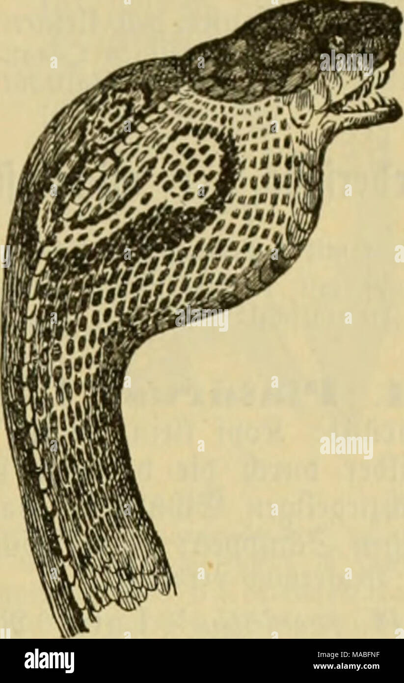 . Dr. Johannes Leunis Synopsis der thierkunde. Ein Handbuch für hÃ¶ hier Lehranstalten und für alle, welche sich wissenschaftlich mit der Naturgeschichte der thiere beschÃ¤ftigen wollen. Â f E. corallimis'&gt; Wied. Ãovadenottcv. 5 d) naujc uiib 33 orbcvtopf fc^ trav;^; Ãi 5 rpcr in glcid) en' ¤ JtbftÃ ubeu in jiuuobcvrotl) cm@vinibc DÃ¼n fd) Uuujcii, grÃ¼nlid) - nunÃ gefÃ¤iimtcu Siiiigcn umgeben; l'Ã¤uge (Iöw ¤ - 70^' "Omi-Ã¤ Ã¼aituuflcu mit Â© cC' SÃ¼tamcvifin Ã¼ic^ cn". Â". Ã¼Llajav Laur. Ã¼BrtUcnjrfjloinjc i (5-ig. 440.). Topf^ oc^, Ã¼ierfantig, fuvj: Diafent'Ã¶ d^cv, groÃ en yuci jtuifd) Â© djilbcvu; f Stockfoto