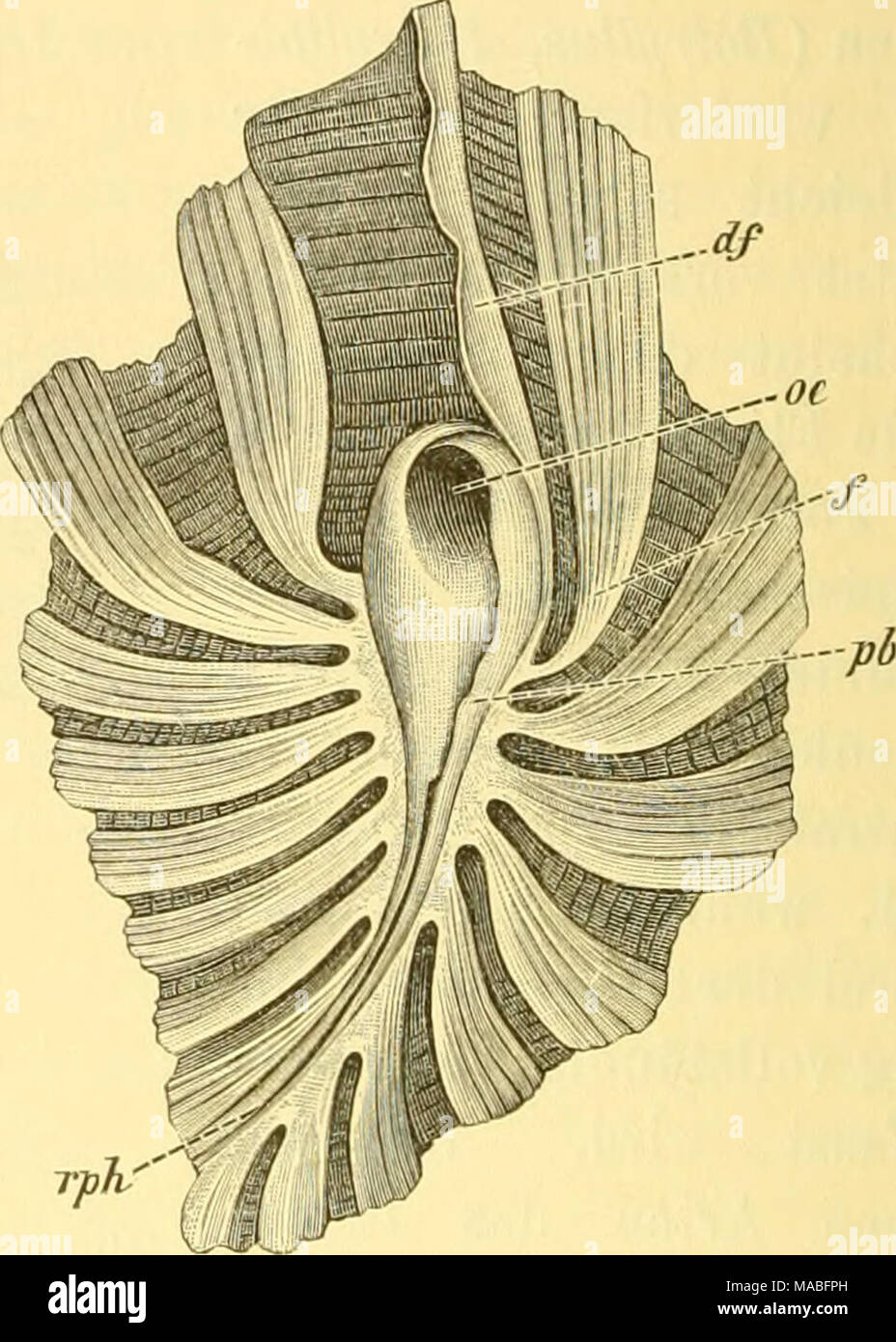 . Dr. H.G. Bronn von Klassen und Ordnungen des ThierReichs