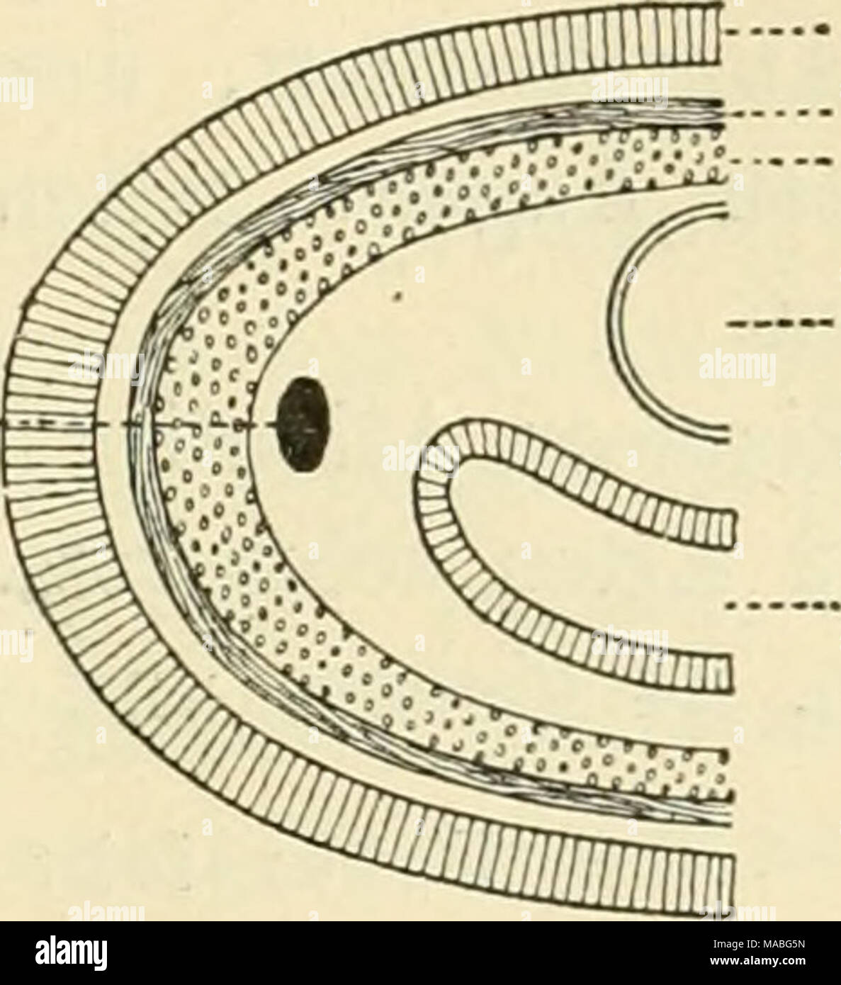 Querschnitt der vor Fotos und Bildmaterial in hoher Auflösung Alamy