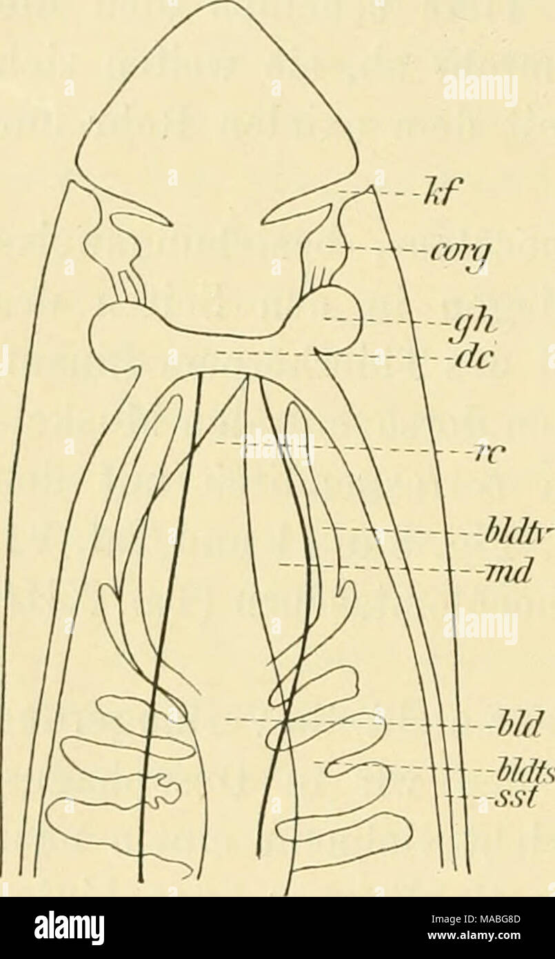 . Dr. H.G. Bronn von Klassen und Ordnungen des Thier-Reichs: wissenschaftlich dargestellt in Wort und Bild. TiMts sst Vorderende von Ämphiporus lactifloreus. Es bedeuten: hld, Blinddarm; hldts, seitliche Taschen des Blinden Darms; hldtv, vordere Taschen des Blinddarms; corg, Zerebrale-oi "gan; de, Gehirncommissur; gh, Gehirn; Hf, Kopffurche; md, Magendann; rc, Ehynchocölom; cvsi, Seitenstamm. Stockfoto