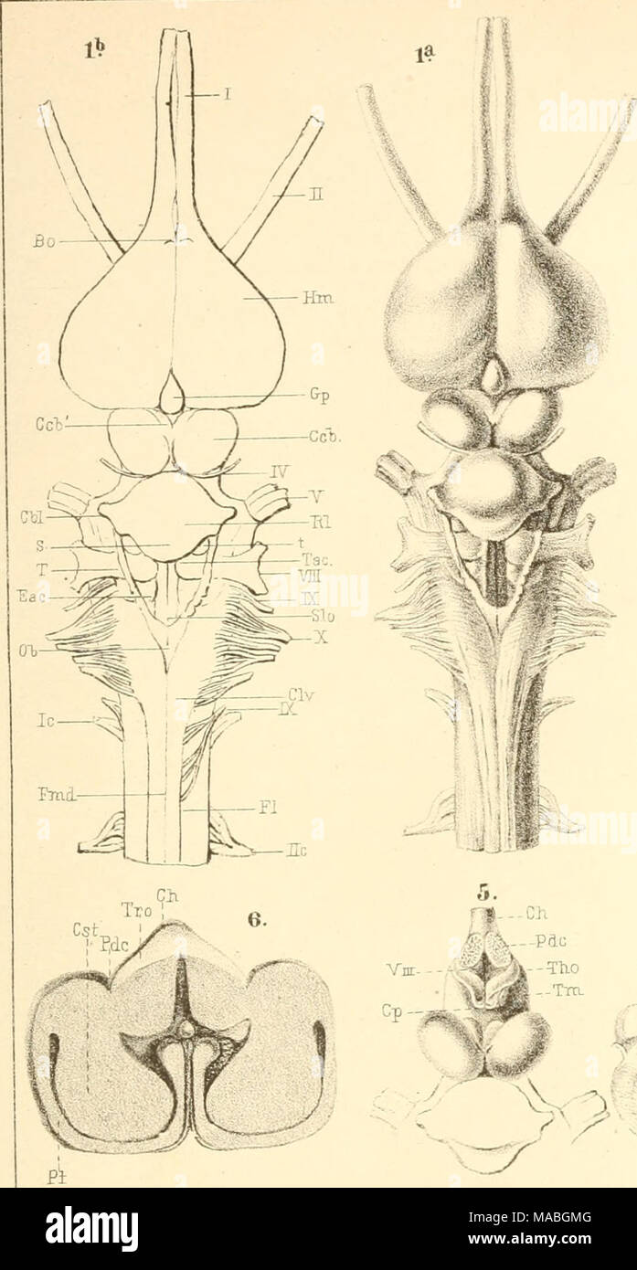 . Dr. H.G. Bronn von Klassen und Ordnungen des Thier-Reichs: wissenchaftlich dargestellt in Wort und Bild. 2"' - VN -- || p4. Ein " " "F H": Stockfoto