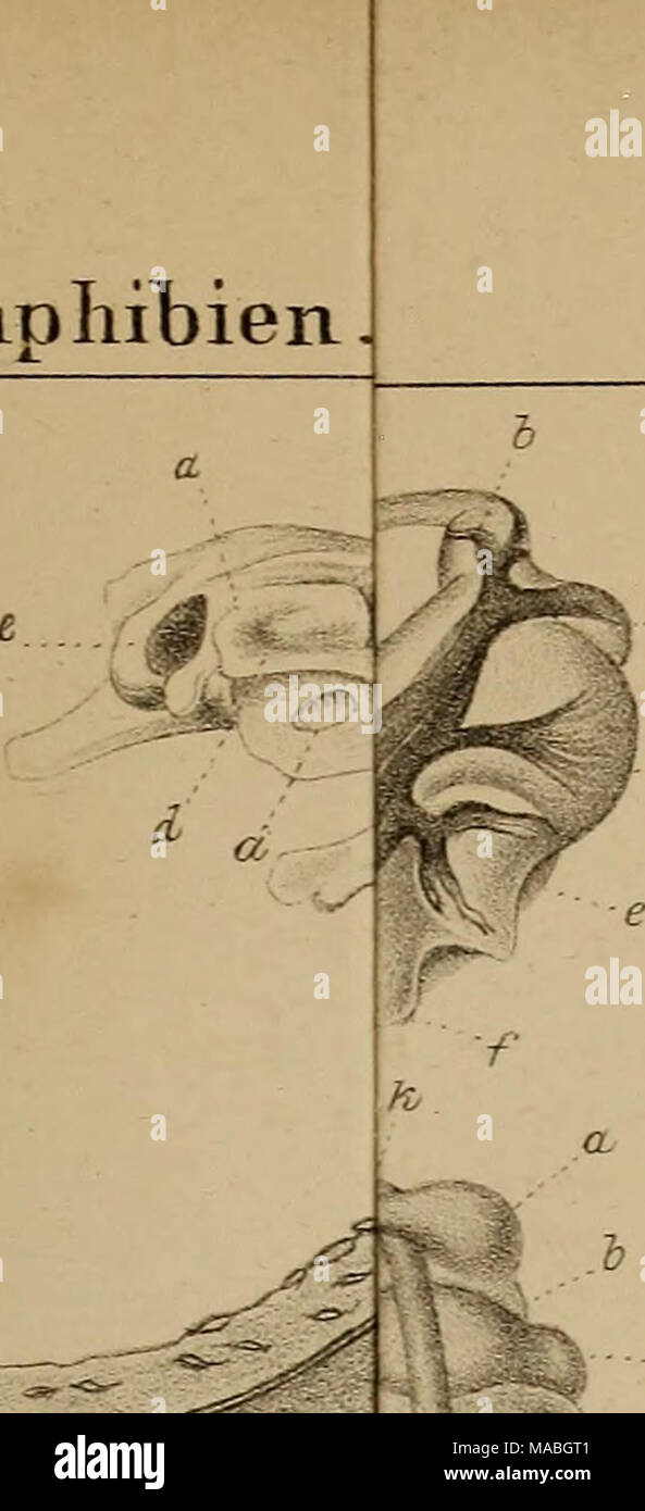 . Dr. H. G. Bronn von Klassen und Ordnungen der Amphibien wissenschaftlich dargestellt in Wort und Bild. Taf., HV: Stockfoto