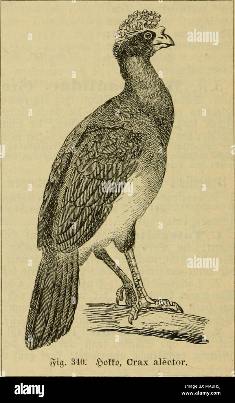 . Dr. Johannes Leunis Synopsis der thierkunde. Ein Handbuch für hÃ¶ hier Lehranstalten und für alle, welche sich wissenschaftlich mit der Naturgeschichte der thiere beschÃ¤ftigen wollen. 1) SRct^ fÃ¼fiig. 2) [Aeya; gveÂ §, mit erweitertem Ausgangsspannungsbereich'js Jup. 3) Crax = Ã¤f; nÃ¼t^e. 4) PenelÃ¶ pe=Ã¤^ nti^ e. 5) Ã¶ aterlÃ ¤ nbif ^Er 9 Jame. 6) trÃ¤ber, ÃrÃ ¤ c^ Jeremia, - / - paCoj ic^Frías ¤ cfije. 7) Ã¤Ãextiop § Abn. 8)^' enelcpe, berÃ¼bmt burc^) re Irene nnb Siebe gegen Wenn^ ren Â© emabi Cb^ffcu^. Stockfoto