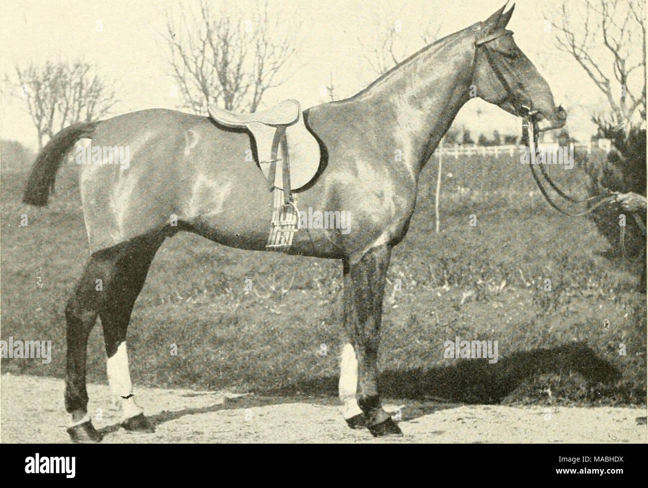Cheval Arabe Stockfotos Und Bilder Kaufen Alamy