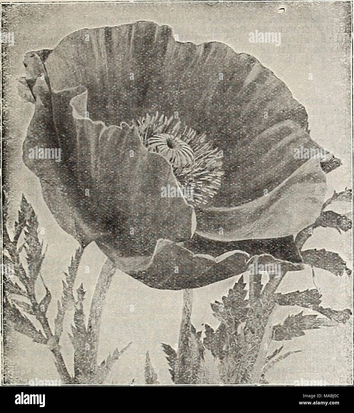 . Dreer der Großhandel Preisliste für Floristen: Blumen Samen Pflanzen und Blumenzwiebeln Pflanzen und Rasen Grassamen Kleinartikel. Oriental Poppy Nepeta (Katzenminze) Mussini Mauve. Gepflegte Büsche von kleinen Lavendel - wie oliage mit Terminal spikes In hellem Lila Blüten, Blätter und Blüten aromatischen. Mai-sept. 1ft. Splendid für Betten, Kanten oder rock garden. Handel pkt., 50 cts.; oz., $ 2.50. (Oenothera Missouriensis Nachtkerze) (Macrocarpa). Eine herrliche Hardy pro-ennial Für eine exponierte, sonnige Lage entweder an der Grenze oder im Steingarten. Große gelbe Blumen, Fre- 5 Zoll im Durchmesser, Prod Stockfoto