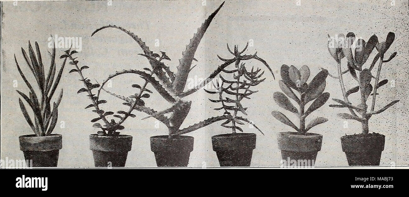 Aloe arborescens variegata -Fotos und -Bildmaterial in hoher Auflsung   Alamy