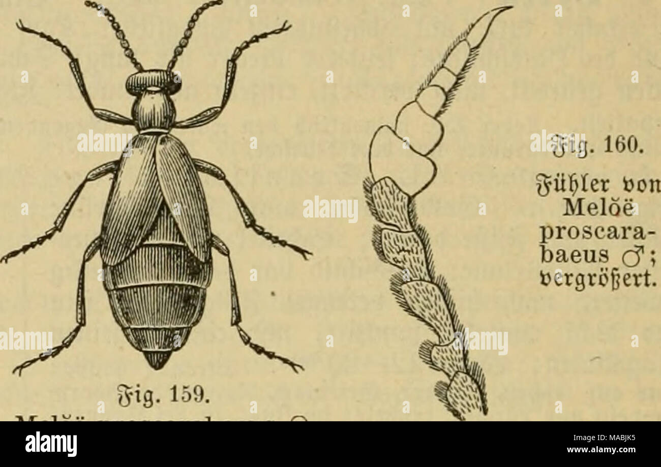 . Dr. Johannes Leunis Synopsis der thierkunde. Ein Handbuch für höhere Lehranstalten und für alle, welche sich wissenschaftlich mit der Naturgeschichte der Thiere beschäftigen wollen. tfig. 159. Melöe proscarabaeus Q.1) für fpanifc Sllter 9 Jame^e Fliege (Melöe Vesicatoria), 9} Jain? urm (Melöe majälis) unb SHaifäfer (Melolöntha vulgaris). 2) pro öoraug", oder "^ Äh,. scarabaeus TOifttäfcr (§.905.), früher Audf) Anthicanthärus erfdjcint genannt; früher Al § ber 9) Jaitäfer. 3) üiotett. 4) fc^ ecfig. 5) runjetig. 6) etipaä Raub. Stockfoto