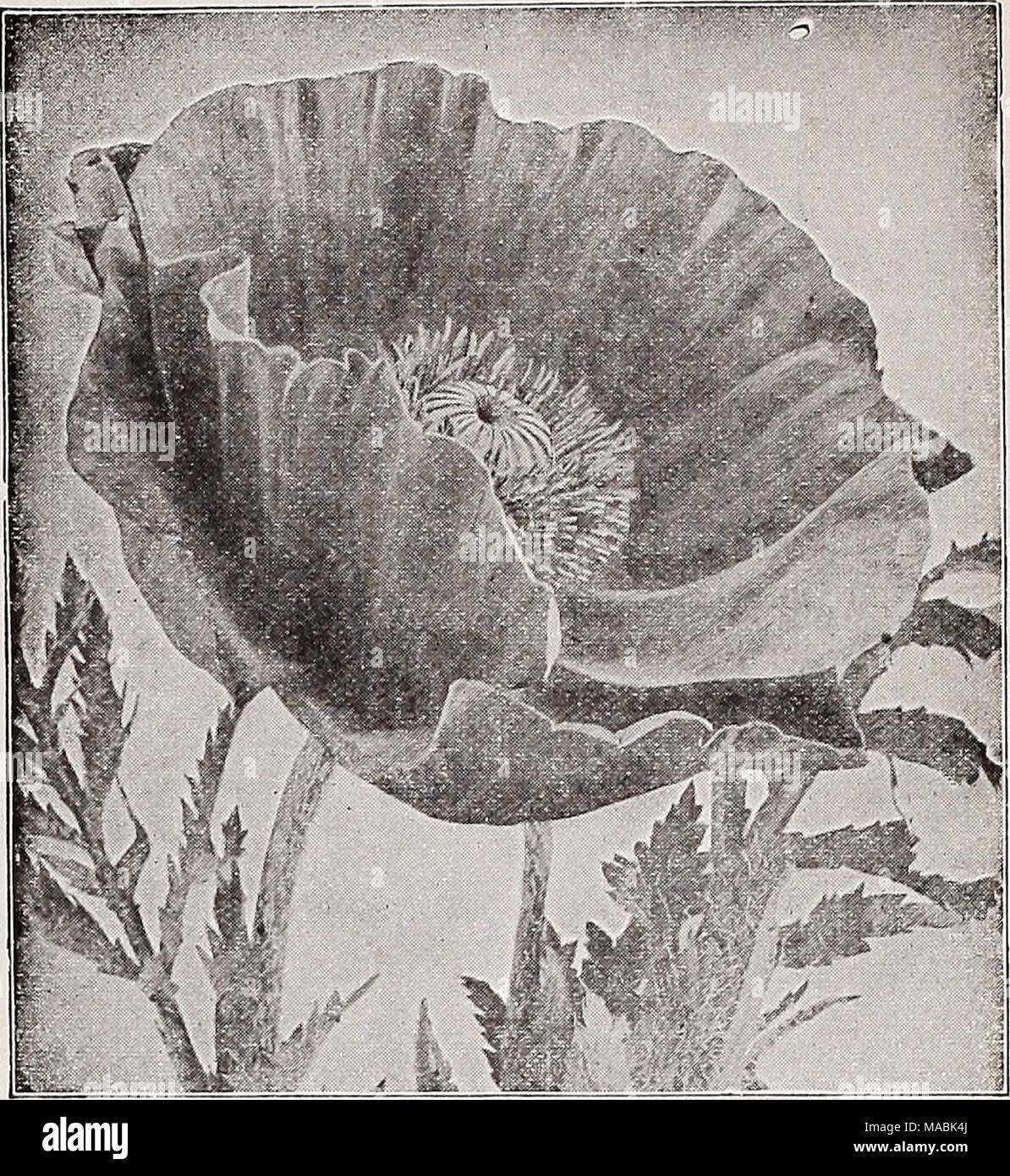. Dreer der Großhandel Preisliste für Floristen: Glühlampen Blumensamen Rasen Gras Samen pflanzen Kleinartikel. Oriental Poppy Nepeta (Katzenminze) Mussini Mauve. Gepflegte Büsche von kleinen Lavendel - wie Laub mit Terminal spikes In hellem Lila Blüten, Blätter und Blüten aromatischen. Mai-sept. 1ft. Splendid für Betten, Kanten oder rock garden. Handel pkt., 50 cts.; oz., $ 2.50. (Oenothera Missouriensis Nachtkerze) (Macrocarpa). Eine herrliche Hardy peren - Nial für das Wachsen in eine exponierte, sonnige Lage entweder an der Grenze oder im Steingarten. Große gelbe Blumen, häufig 5 Zoll im Durchmesser, produziert freel Stockfoto