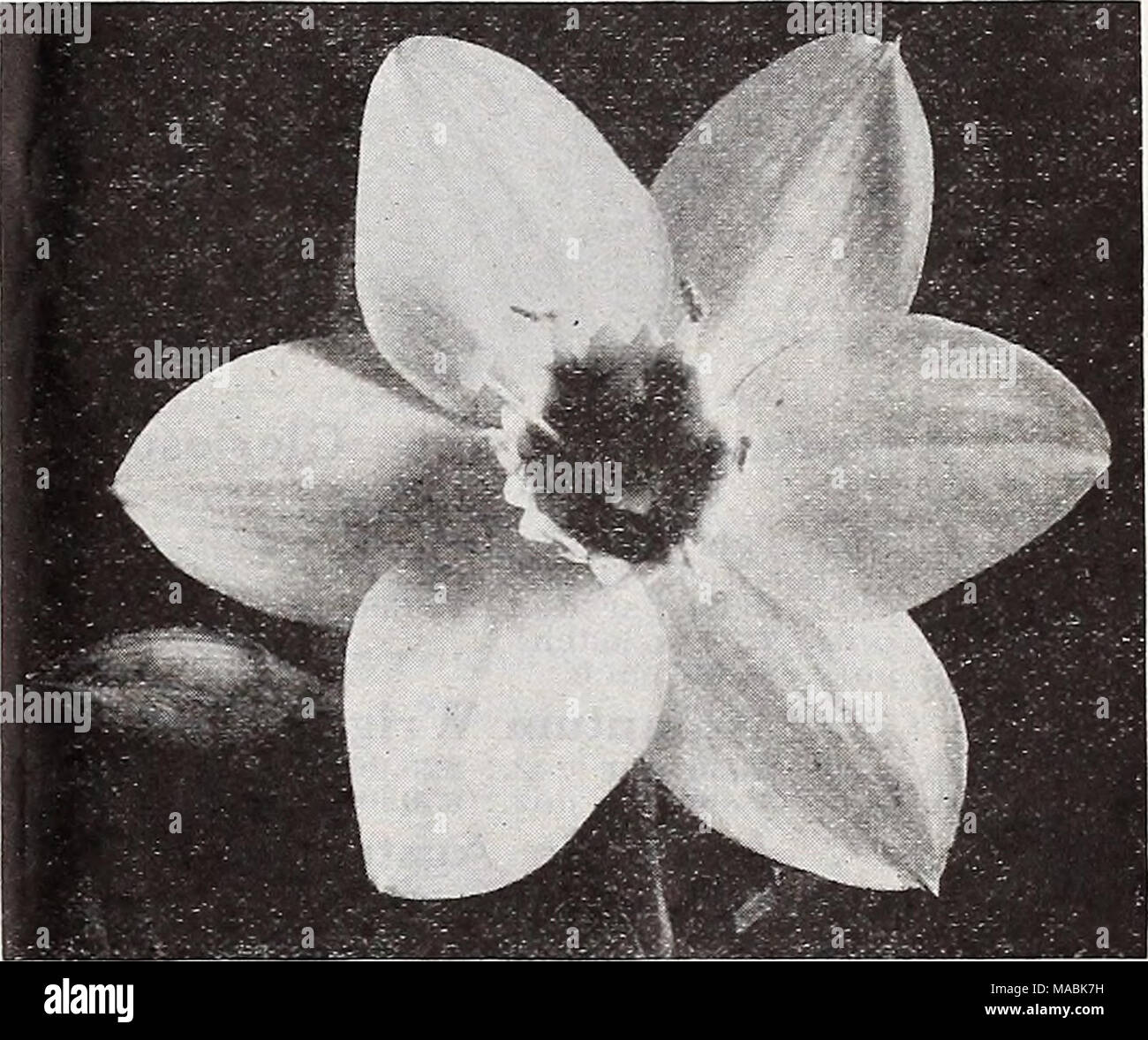 Panaschiertes liliengras -Fotos und -Bildmaterial in hoher Auflösung – Alamy