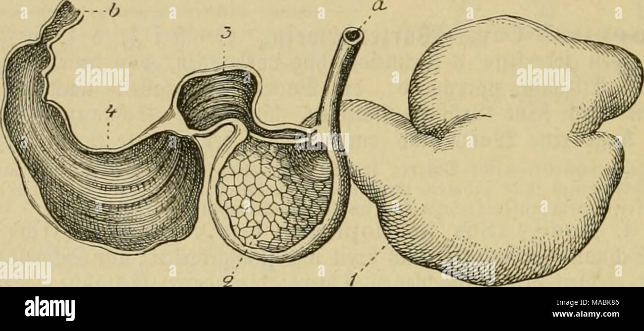 . Dr. Johannes Leunis Synopsis der thierkunde. Ein Handbuch für höhere Lehranstalten und für alle, welche sich wissenschaftlich mit der Naturgeschichte der Thiere beschäftigen wollen. 5 - Ich 3. 185. 502 agen eines © c^ afeS; ein unteres Snbe ber®) 5 eiferöf) rc, b 2 ln = fang beS 3&gt;' - '''Iff'' i3^'^= barmS; 1 i^anfeu, 2 gje^ Magen, 3a 3 Iät=termageu, 4^ah^ niagen; 2, 3, 4 fiub aufgefc^ nitten. §. 161. 9)? agenabtf) eilung, welche^ onfen ober SBanft (Pansen) l^ eißt unb üauf Bort in bie sweite, Heinere, innen mit neuartigen üerfcl^ sprang ene unb beö^ Alb 9^ Efe = mögen (reticulum) genannte S (Btf); eifung otSbann f Stockfoto