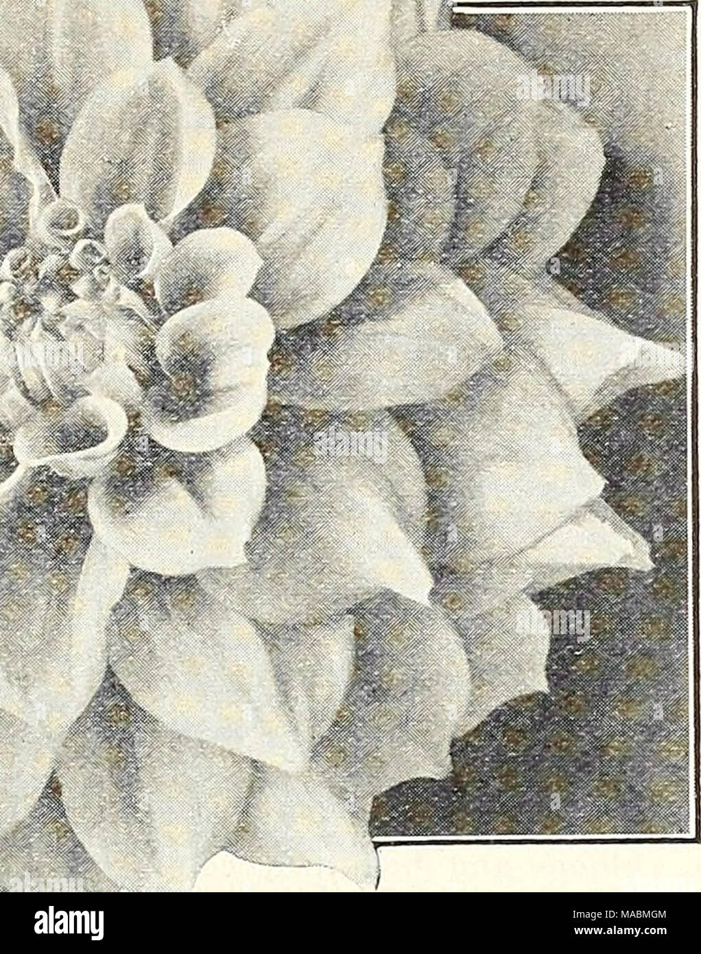 . Dreer der Großhandel Preisliste: Blumen Samen Pflanzen und Blumenzwiebeln Gemüsesaatgut Verbrauchsmaterialien für Floristen. Oeoorative Dahlia, Frau I. de Ver Warner Lilian Baldwin. Ihre effektive Farbe, eine lebhafte schillernd, glitzernd hell rosa, macht es zu einem bevorzugten Schnittblume, besonders unter künstlichem Licht. Die Pflanze ist Sehr reichblühend, Durchführung seiner Blüten auf langen Stielen. $ 7..50 pro dtz.; $ G0.0O pro 100. Louise Aureau. Ein herrlicher Garten mit angemessener Größe Blumen die meisten ausgiebig einer hellen, reinen mauve hergestellt. $ 2,50 pro dtz.;^ 18,00 Pro 100. Lydia Poole. Ein eng gebaut große Blume eines Bri Stockfoto