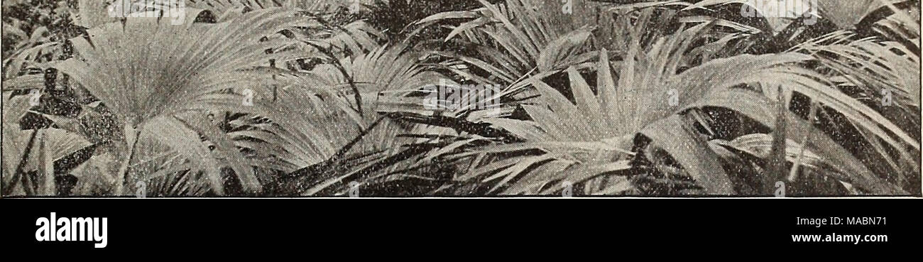 . Dreer die vierteljährlichen Großhandel Preis Liste der Samen, Pflanzen & Amp; c. : Frühling Ausgabe April 1896 Juni. Von einem Foto von einem unserer Häuser von latania Borbonica. Palmen. Wir sind weltweit der grösste Anbauer von Palmen in diesem Land. Die zusätzliche 53.000 Quadratmeter Glas errichtet, die von uns im vergangenen Sommer 1895 wird ausschließlich für diese Klasse von Pflanzen gewidmet. Unseren Bestand an junge Palmen vor allem, nie so vollständig, wie in der heutigen Zeit, sauber, gesund und gut gewachsen, und wir sind uns sicher wohlwollend mit Bestand, die von uns in den vorhergehenden Jahreszeiten geliefert vergleichen. Wir begrenzen unsere Liste der Stockfoto