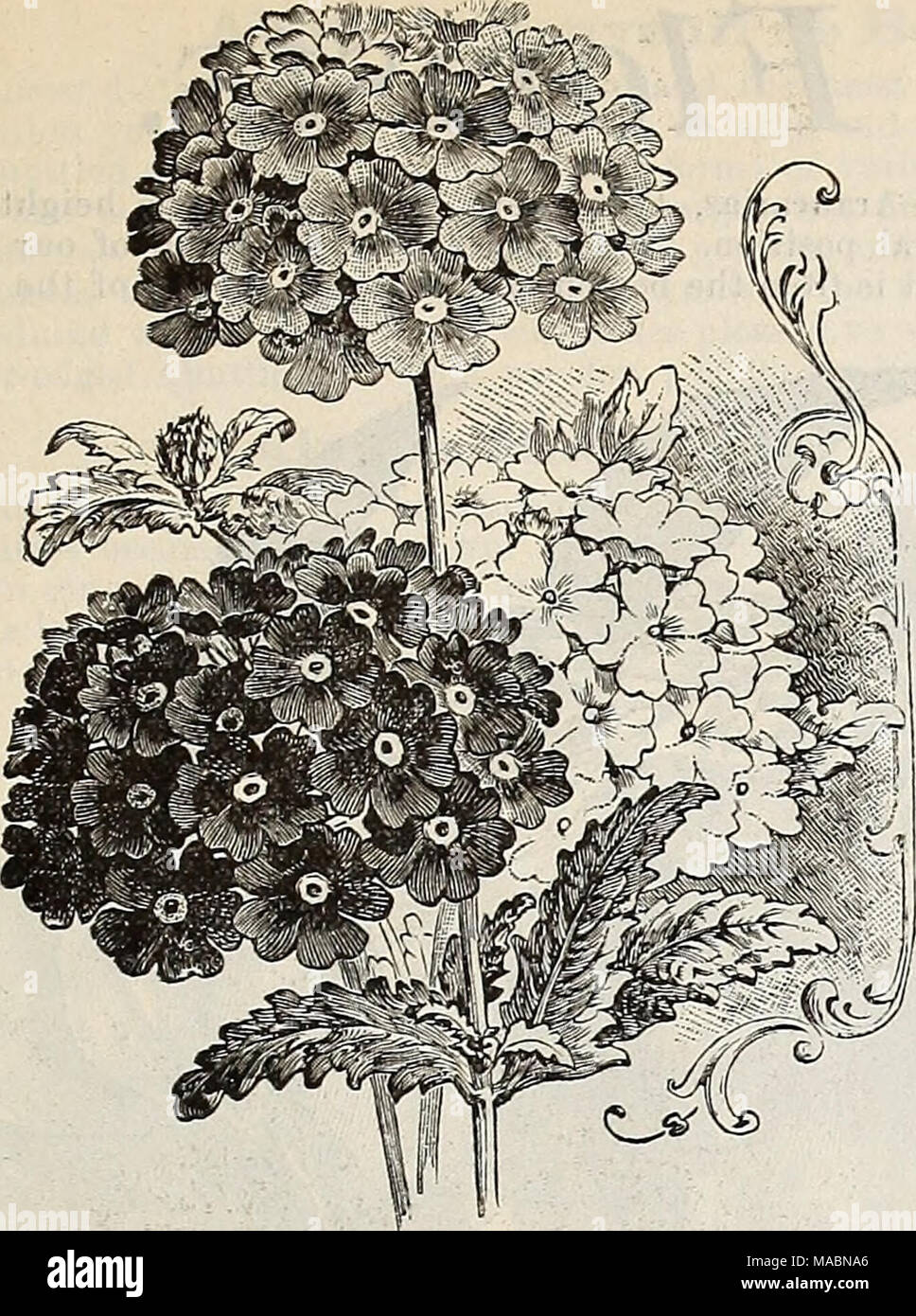 . Dreer die vierteljährlichen Großhandel Preis Liste der Samen, Pflanzen & Amp; c. : Frühling Ausgabe April 1896 Juni. Eisenkraut, dreer von Mammut. Handel pkt. Pro Unze. Sweet Sultan, Gelb 10 Sweet William, einzigen gemischten. 10"' "Double mixed 15 Tagetes, Signata pumila 10 Thunbergia Alata Alba Oculata 10". Buff, dunkle Auge 10 30 15 50 25 30 30 30 30 30 "Aarantiaca. Orange, schwarze Auge... 10 "Bakeri. Pure White 10" gemischt. Alle Farben 10 Aloe Bailloni. Helles Goldgelb, mit einer bräunlich-rote Kehle. Â £ oz. 1,00 $ 50 "Fournieri. Himmel-blau Blumen, leuchtend gelben Zentrum. J oz. 60 C. 30&q Stockfoto