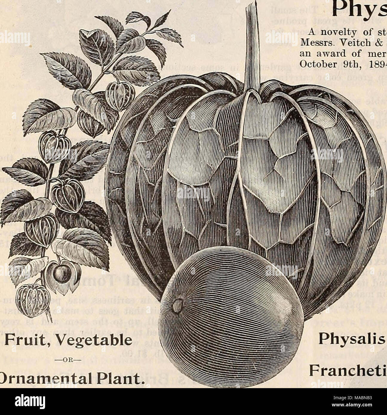 . Dreer die vierteljährlichen Großhandel Preis Liste der Samen, Pflanzen & Amp; c. : Frühling Ausgabe April 1896 Juni. Obst, Gemüse Zierpflanzen. Physalis Francheti. Grauen WINTER oder Rasen Hafer. Der große Wert dieser Hafer ist erst in anderen Teilen des Landes geschätzt zu werden, obwohl sie in den letzten zehn, fünfzehn Jahren die wichtigste Sorte in Virginia angebaut wurde. Ihr Wachstum hat sich allmählich von Virginia, Maryland und Delaware, aud erweitert seitdem seine Verdienste im Allgemeinen überall in den Vereinigten Staaten bekannt geworden. In den letzten zwei oder drei Jahren haben Sie in s gepflanzt worden Stockfoto