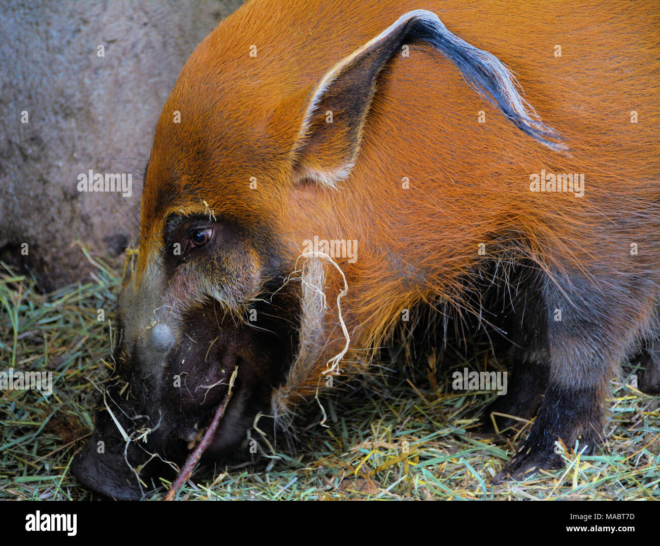 Pumba Stockfoto