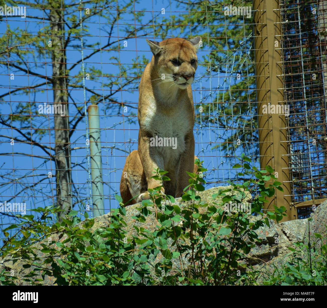Cougar Stockfoto