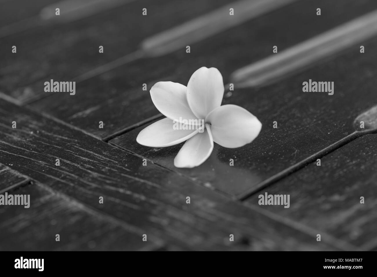 Plumeria auf einem Holztisch in Schwarz und Weiß tune Stockfoto