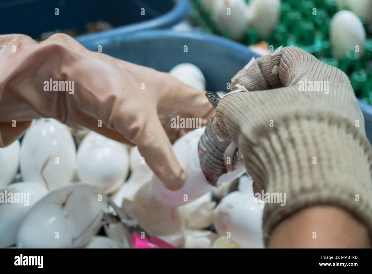 Arbeitnehmer hilft baby Süßwasser Krokodil das Ausbrüten von Eiern Stockfoto