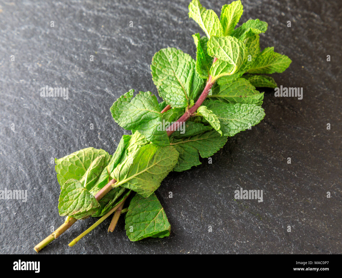 Zweige Münzstätten frische Kraut in einem Bündel. In der asiatischen Küche verwendet. Stockfoto