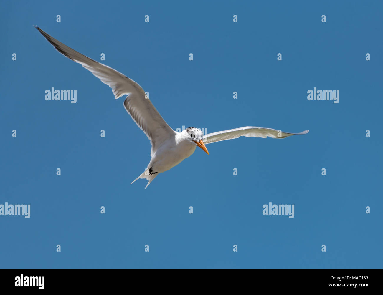Royal tern (Thalasseus maximus) fliegt über den Golf von Mexiko. Stockfoto