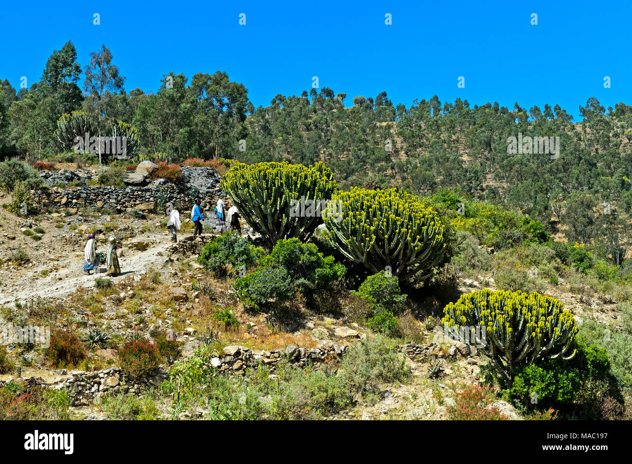 Blühende Kandelaber Bäume (Euphorbia candelabrum), Negash, Provinz Tigray, Äthiopien Stockfoto