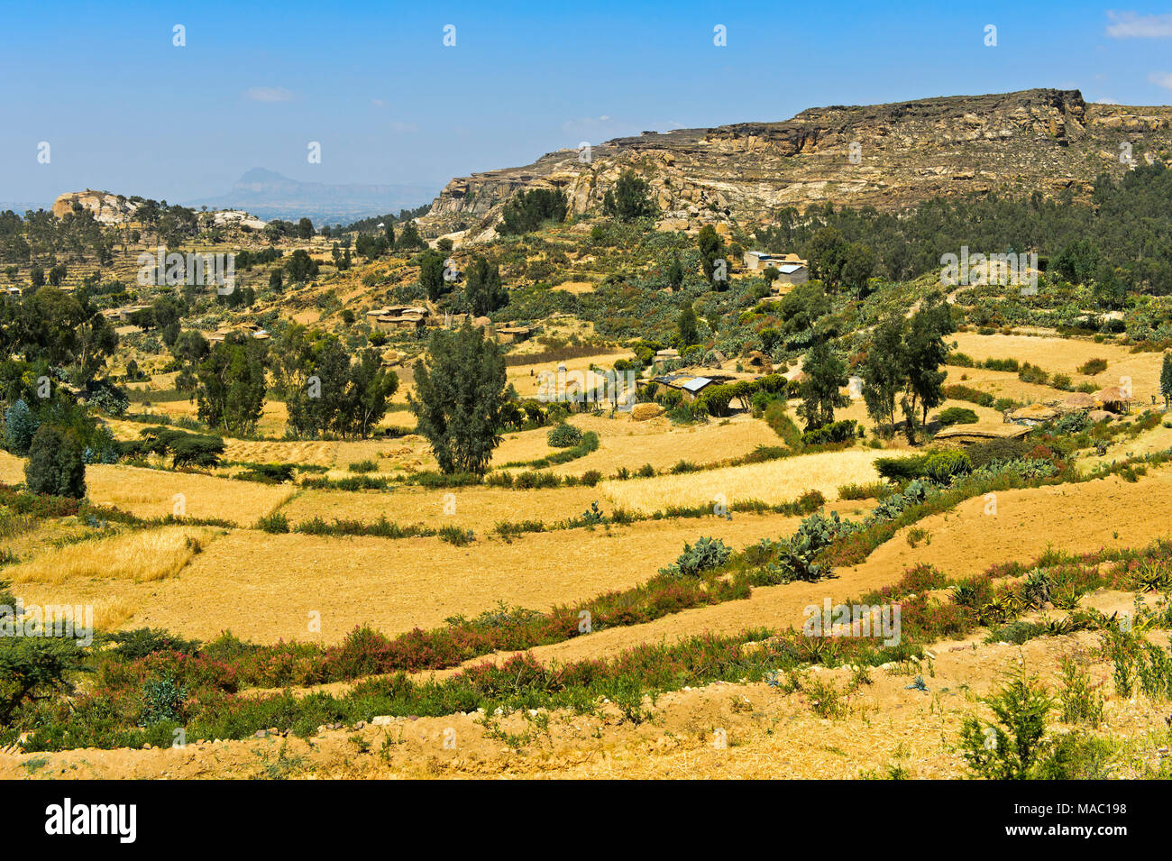 Kleinbäuerliche Landwirtschaft mit Plots der Ohren von Williams lovegrass (Eragrostis tef), in der Nähe von Hazwien, Tigray Region, Äthiopien Stockfoto