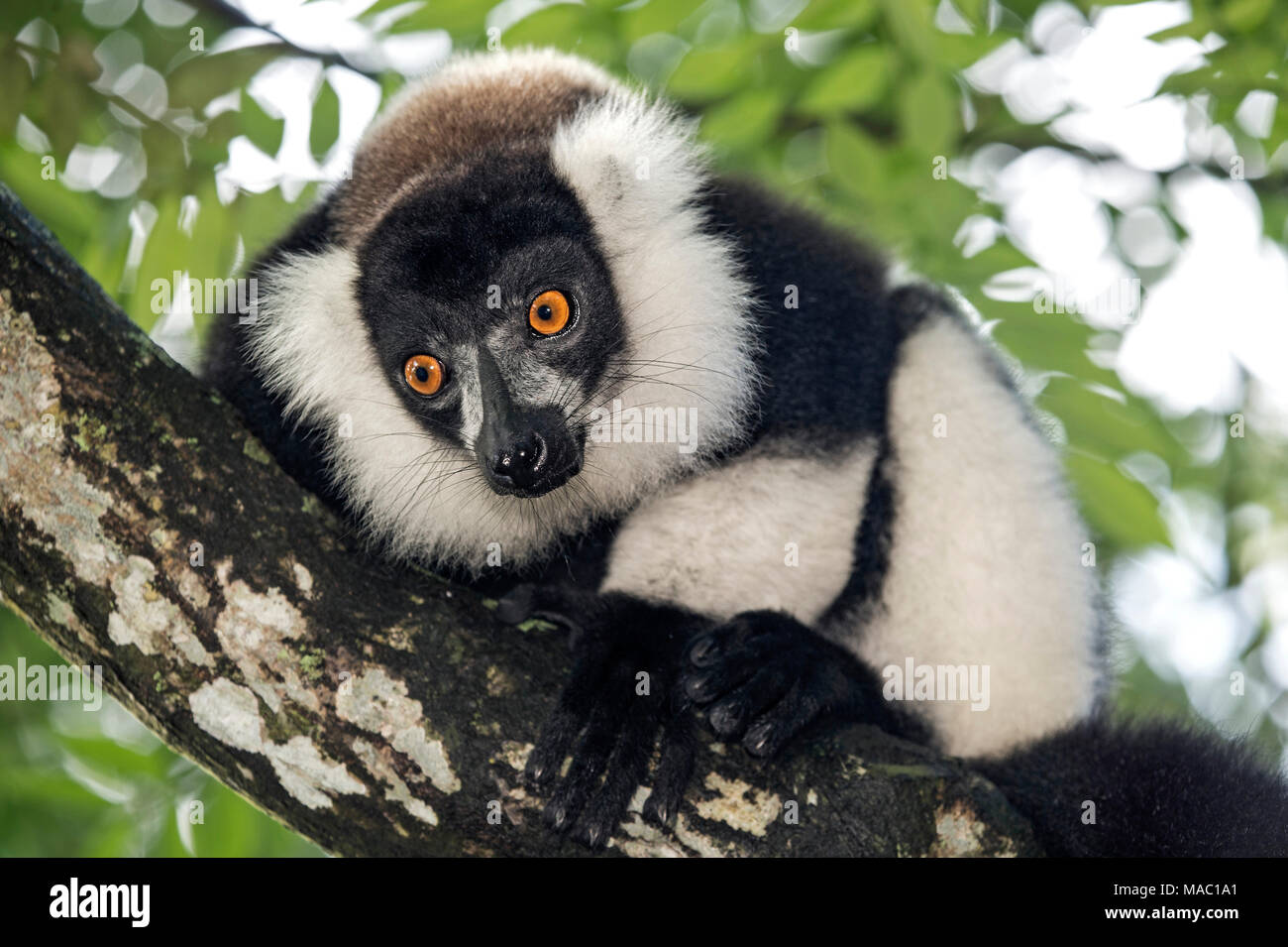 Schwarz-weiß Lemur vari (Varecia variegata), lemuridae Familie, endemisch auf Madagaskar, Ankanin Ny Nofy, Madagaskar Stockfoto