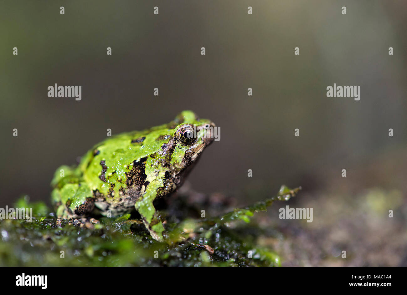 Grünen Grabens der Frosch (Scaphiophryne marmorata), microhylidae Familie, Andasibe Nationalpark, Madagaskar Stockfoto