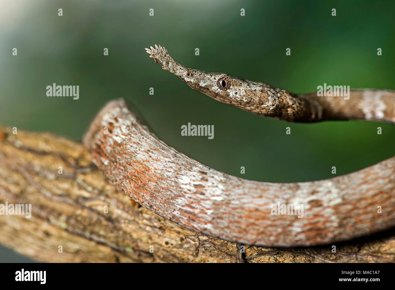 Weibliche madagassischen Leaf-gerochene Schlange (Langaha madagascariensis) mit seiner abgeflachten, Blatt geformte Schnauze, Colubridae Familie, Ankanin Ny Nofy, Madagaskar Stockfoto
