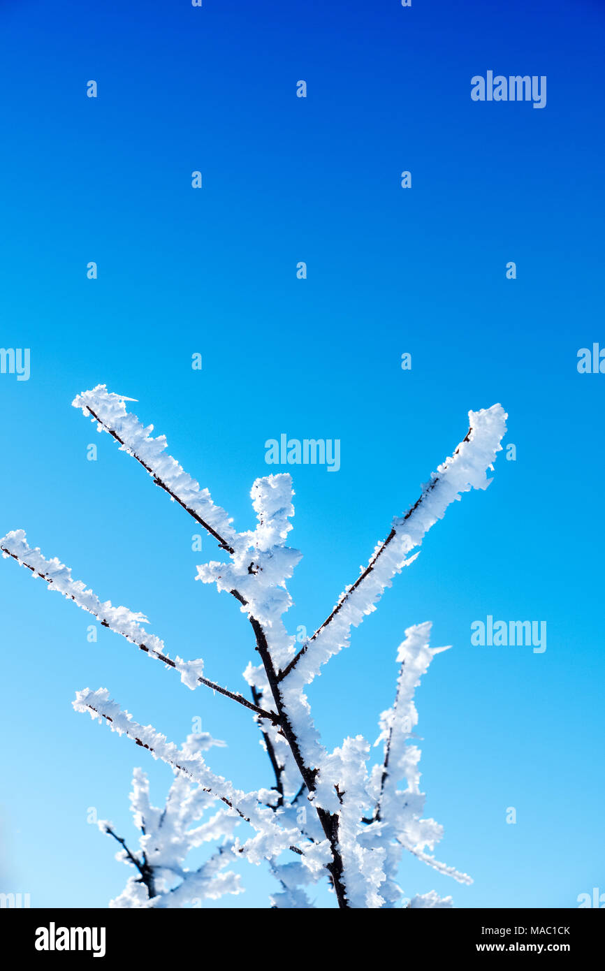 Reif auf Äste vor blauem Himmel, Skandinavien Stockfoto