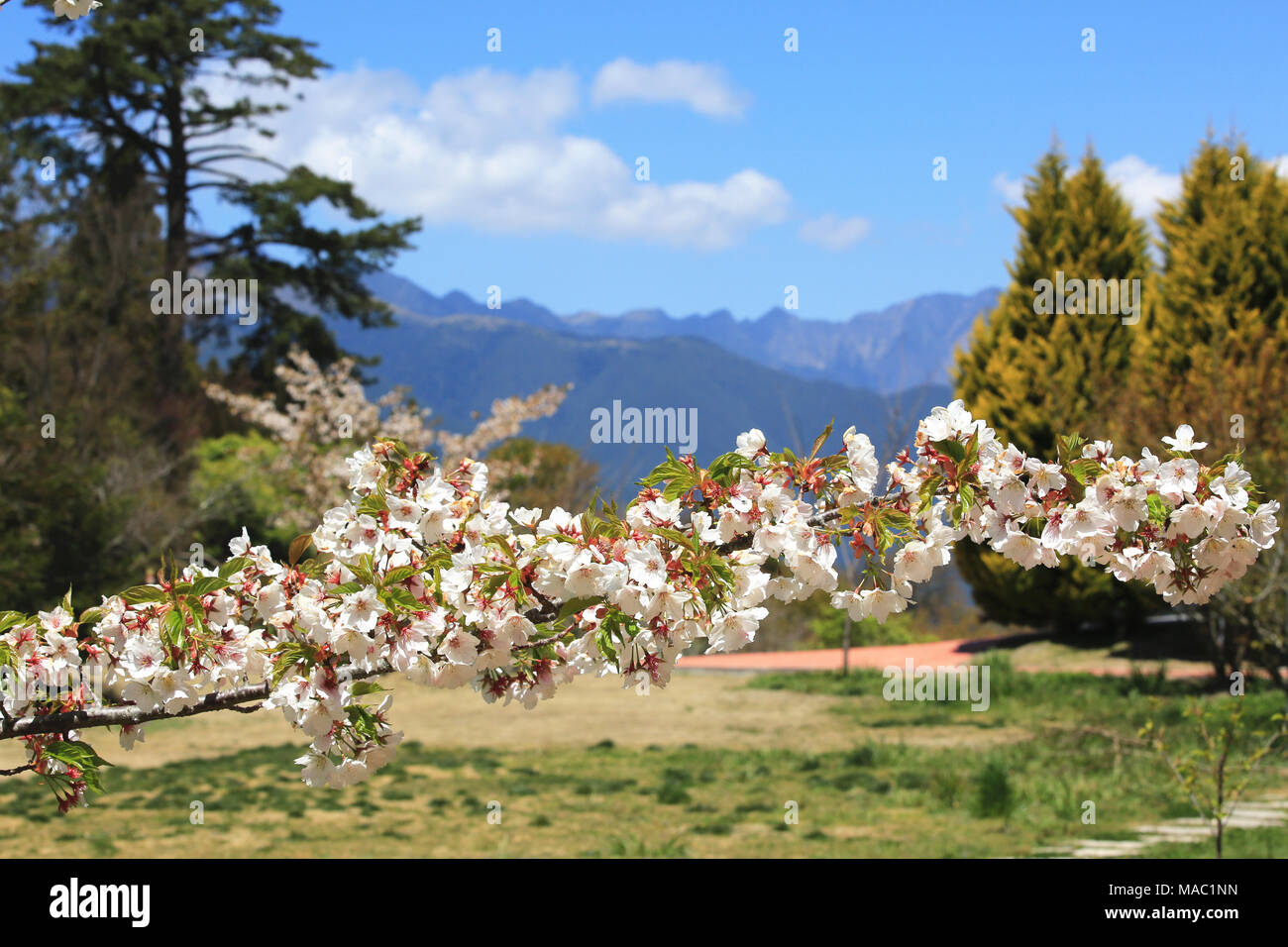 Weißen Kirschblüten Blumen closeup, schöne weiße mit roten Kirschblüten blühen auf dem Zweig an einem sonnigen Tag im Frühjahr Stockfoto