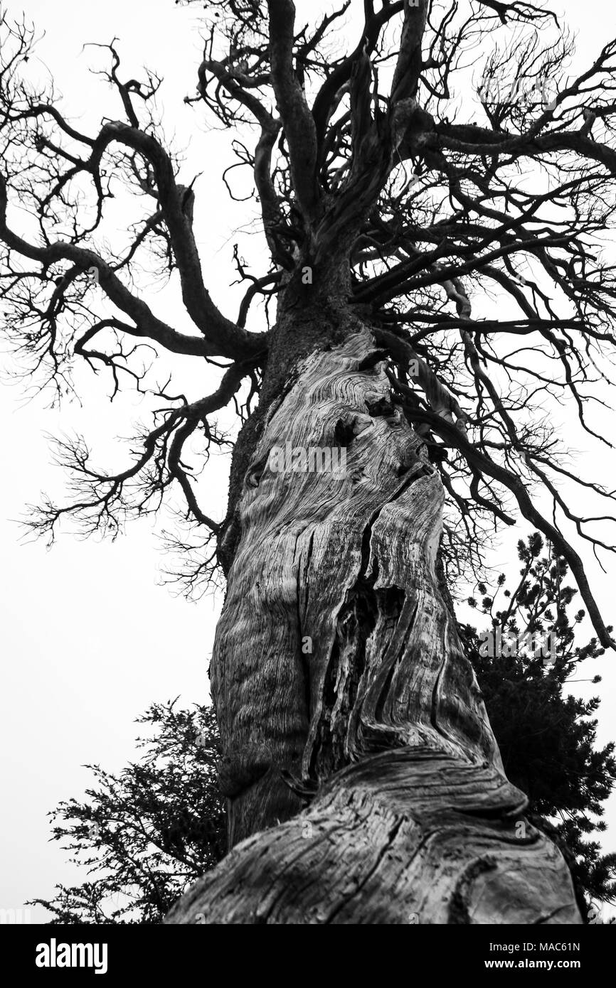 Toter Baum in den Wäldern von Yosemite National Park mit einem schönen verwitterten Textur oder Struktur in zeitlosem Schwarzweiß Stockfoto