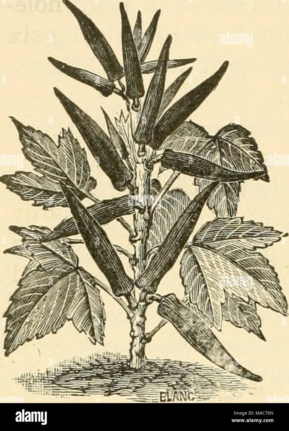. Dreer's Open-air-Gemüse. OKRA oder GOMBO. Dieses Gemüse ist für seine Pods, die in Suppen und Eintöpfen verwendet werden, gewachsen. Es ist ein Mitglied der Malvaceae oder Malve Familie. Das Saatgut sollte Ende Mai ausgesät werden, im offenen Gelände, und die Pflanzen erlaubt zehn oder zwölf Zoll auseinander in Zeilen zu drei Meter auseinander stehen. Weißen Kreolischen ist weitgehend im Süden gewachsen. Verbesserte Green ist ein Standard Sortieren mit Gärtner an Philadel - phia. Dreer's kleine Juwel ist okra. unter den Besten der Zwerg Art. Robert G. Carey, Chestnut Hill, Philadelphia, Gärtner, Thomas C. Preis, Sauen Okra über den Ersten von J Stockfoto