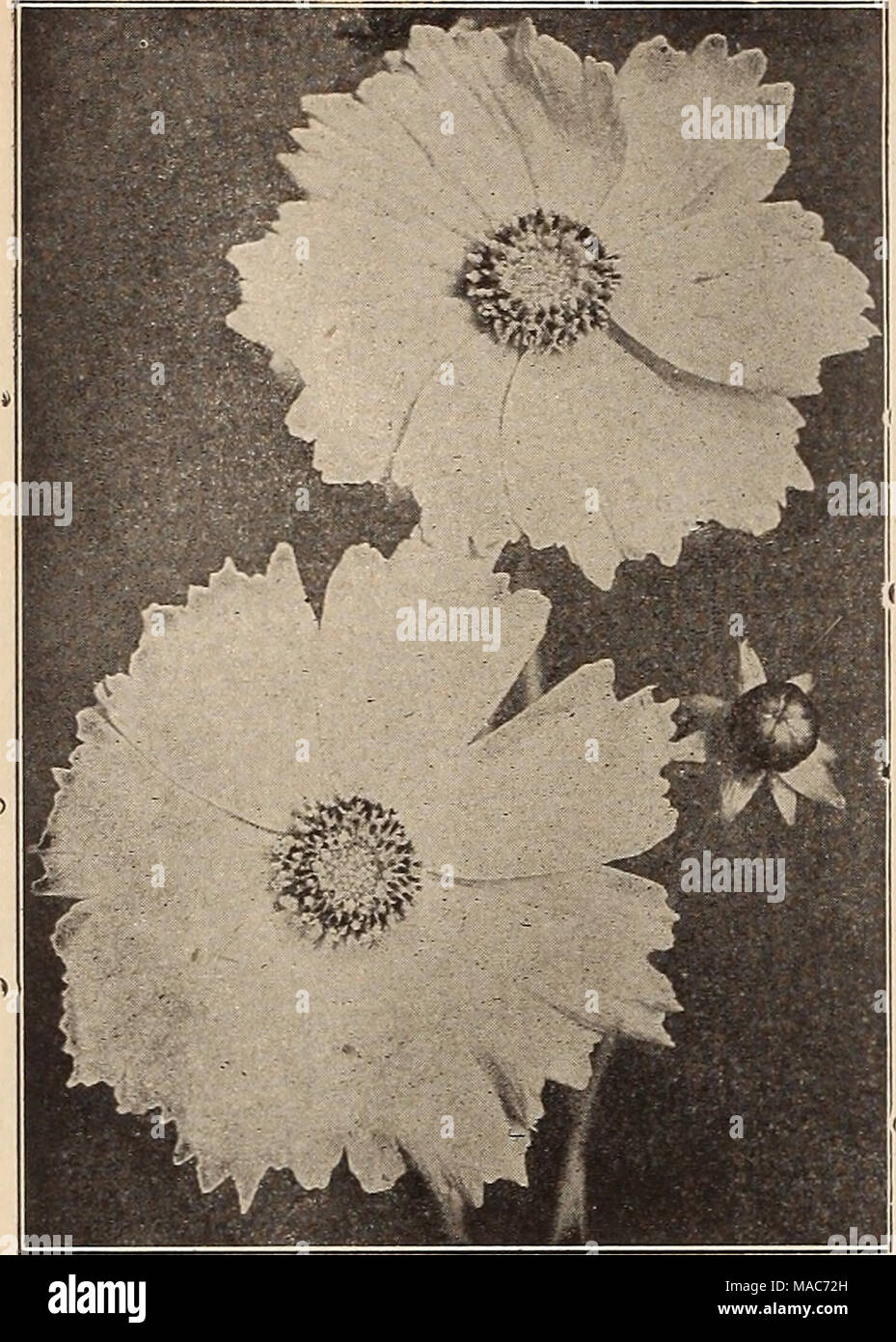 . Dreer der Großhandel Preisliste: Glühlampen für Floristen Pflanzen für Floristen Blumen Samen für Voraussetzungen Floristen Floristen. ^ M 0 J* ^^â â j ra g*: - Ch^^^ Mj^ bI rii E Wkyl ^i^B^* 1&gt; fS^ s^^^^ m; j -^-, VERSICHERUNGSGEWERBE"^^^^^^^^ fSn HK&gt;' jSS ^^L Â £^H^^H^H^v^1 1 HHB COREOPSIS LA. NCEOLATA GRANDIFLORA Chrysanthemen (Shasta Gänseblümchen). Pro doz. Pro 100 Arcticum. 3-Zoll-Töpfe tl 60 $ 10 00 Shasta Daisy. Gemischte Sämlinge. 3-Zoll-Töpfe •. 1 25 8 00 Nipponicum. 4-Zoll-Töpfen 2 00 15 00 Clematis. Heraclesefolla. 3-Zoll-Töpfe 1 50 10 00 Recta. 2-jährige Pflanzen 1 75 12 00 Stockfoto