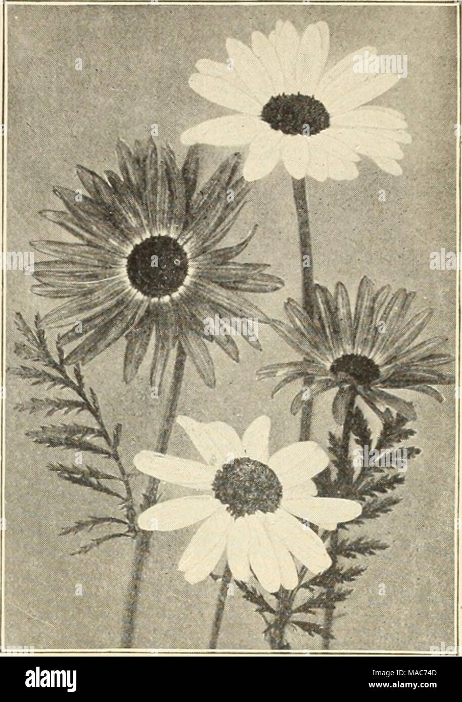 . Dreer die altmodische winterharte Pflanzen. Phlox Decussata. Pyrethrum Hybridum Single. Ich'. vrethrum Farbe. Hybridum einzigen gemischten alle Farben "fl. pi. Aphrodite Pure White"" "König Oscar Crimson - Scharlach""" L, einer Vestale weiß getönte Flieder """ Herr Kosebery Carmine - Scharlach* • ** ** Meteor Crimson - Scharlach" • ""Mme. Munier zarte Fleisch""" Mont Blanc Pure White""" Ne-plus-oltra blassen Fleisch""" Yvonne Cayeux-weiß, gelb-weiß "Uliginosum stellata weißen Ranunkeln (Crow-f Stockfoto