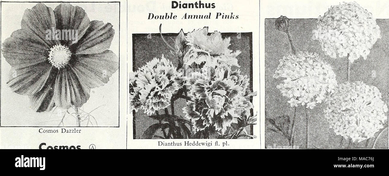 . Dreer die Neuheiten und Spezialitäten für 1948: drei hervorragende Zinnien für jeden Garten. Cosmos® Extra-Early Riesen Sensation Die frühesten des Kosmos mehrere Wochen vor allen anderen blühen. Hat wirklich wunderbare Blüten von außergewöhnlicher Größe und künstlerischen gut abgerundete Form. Eine herausragende neue Art. 3 bis 4 ft. 2037 Crimson. Eine sehr reiche Farbe. 2046 Dazxier. Die gut-gebildet, breit-blättrige Blüten sind ein ap-Läuten tief Amaranth crimson. 2038 Pinkie. Eine herrliche Hellrosa. 2039 Reinheit. Exquisite weiße Blüte -. Alle oben genannten Optionen: Pkt. ISc; große pkt. 30 c;% oz. 60 C. 2040 Sensation gemischt. Enthält eine Stockfoto