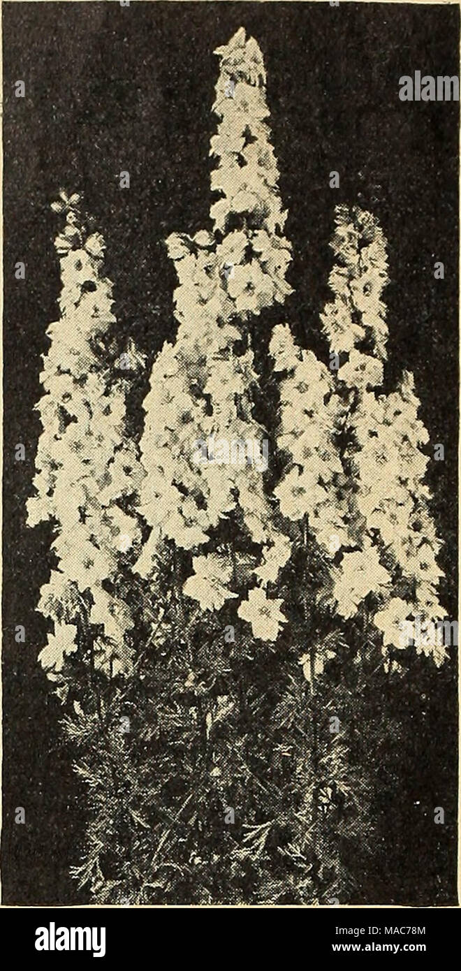 . Dreer die Neuheiten und Spezialitäten 1943 für eine schöne Blume Garten: V ist für ihren Sieg Gemüsegarten. Riesige Imperial Doppelzimmer Larkspur jährliche Riese Imperial Doppelzimmer Larkspur® Jährliche Delphinium kein Garten der einjährigen ohne diese herrlichen base-Zweig-ing Belastung der Larkspur, robust, aufrechten Pflanzen 3 bis 4 Meter hoch und blüht üppig für viele Wochen im Sommer abgeschlossen ist. 2721 Blue Bell. Tief Azurblau. 2723 Blauer Turm. Tiefe Oxford Blue. 2727 Dazzler. Carmine - Scharlach. 2728 Exquisite Rosa verbessert. Rosa, schattigen Lachs. 2730 Gloria verbessert. Einen satten, tiefen Ro Stockfoto