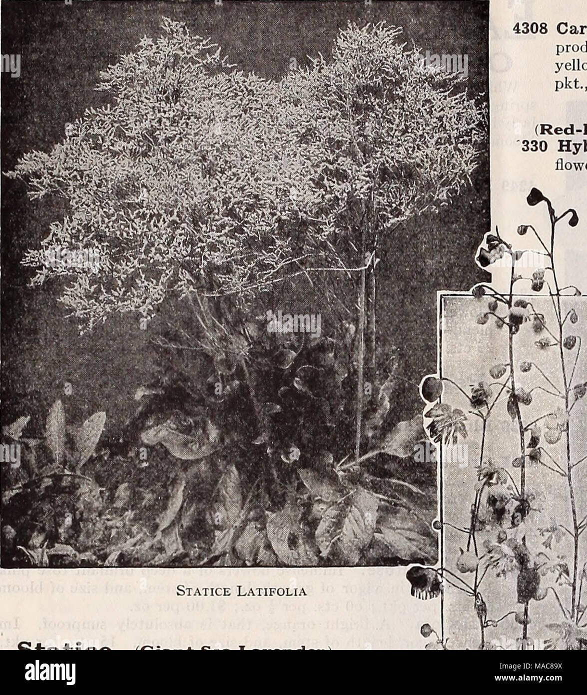 . Dreer Hochsommer Liste 1932. Statice (Giant Sea Lavendel) prächtige Stauden, entweder für die Grenze oder Steingarten, produzieren alle Sommer Blütenrispen minute Blumen, getrocknet und für den Winter Blumensträuße verwendet werden können. Pro Pck. 3997 Latifolia. Immense Kandelaber - wie Staats violett-blaue minute Blumen im Juli und August. H m hoch. (Siehe .) Oz, SO cts 0 $ 10 4000 Incana gemischt. Enthält viele Sorten, ich oz., 30 cts. 10 Thermopsis Caroliniana pro PKT. Ein auffälliges, hoch wachsenden winterharte Staude, die im Juni und Juli, langen Stacheln von Lupin - wie gelbe Blüten. 3 Füße. Hervorragend für Stockfoto