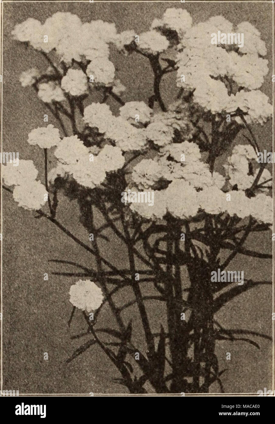. Dreer der Großhandel Preisliste/Henry A. Dreer. . ACHILLEA PTARMICA FL. PL. BOULE DE NEIGE Achillea Millefolium (Schafgarbe). Boule de Nelge. Eine Verbesserung auf "Die Perle", mit Blumen von mehr perfekte Form, fuller Zentren und Reiner weiß; eine wertvolle Schnittblume. $ 1,00 pro dtz.; $ 7,00 pro 100. Pro doz. Pro 100 Boule d'Argent. 4-Zoll-Töpfe 1 $ 50 $ 10 00 Eupatorium. Starke, 4-Zoll-Töpfe 85 6 00 Flllpendula. Starke, 3'/2-Zoll Töpfe 85 6 00 Millefolium Roseum. 4 Zoll, Töpfe 85 6 00 Cerise Queen. 4-Zoll-Töpfe 85 6 00 Die Perle. 3-Zoll-Töpfe 85 6 00 Tomentosa. 3-Zoll-Töpfe 85 6 00 Aconitum (eisenhut). Autumnale Stockfoto