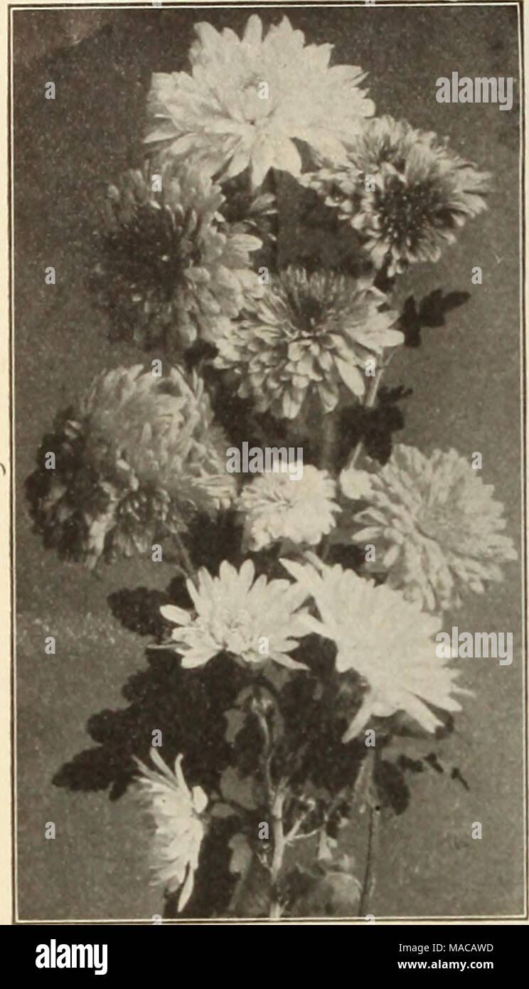 . Dreer der Großhandelspreis Liste der Samen, Pflanzen, Lampen, etc.. Hardy Pompon Chrysanthemen. Pettilant. Weich cremig-Schwefel. Präsident. Reich violett-Crimson. Rhode. Zart rosa. Koslnante. Blush rose. Rufus. Crimson - Kastanienbraun. Sir Michael. Zitronengelb. Strathmeath. Rosy pink. St. Illoria. Silberne Rose, bequillte Blütenblätter. Soeur Melanle. Reines Weiß. Sonnenschein. Helle trolden Gelb. Die Nabe. Fein Weiß. Trojan. Maroon, mit gelber Mitte. Victor. Rosy crimson. Baby. Ein Miniatur Zitronengelb. Boston. Golden Bronze. Cerise Queen. Cerise pink. Fairy Queen. Klare, hell rosa. Globus d'Or. Clearle Mo - Yello Stockfoto