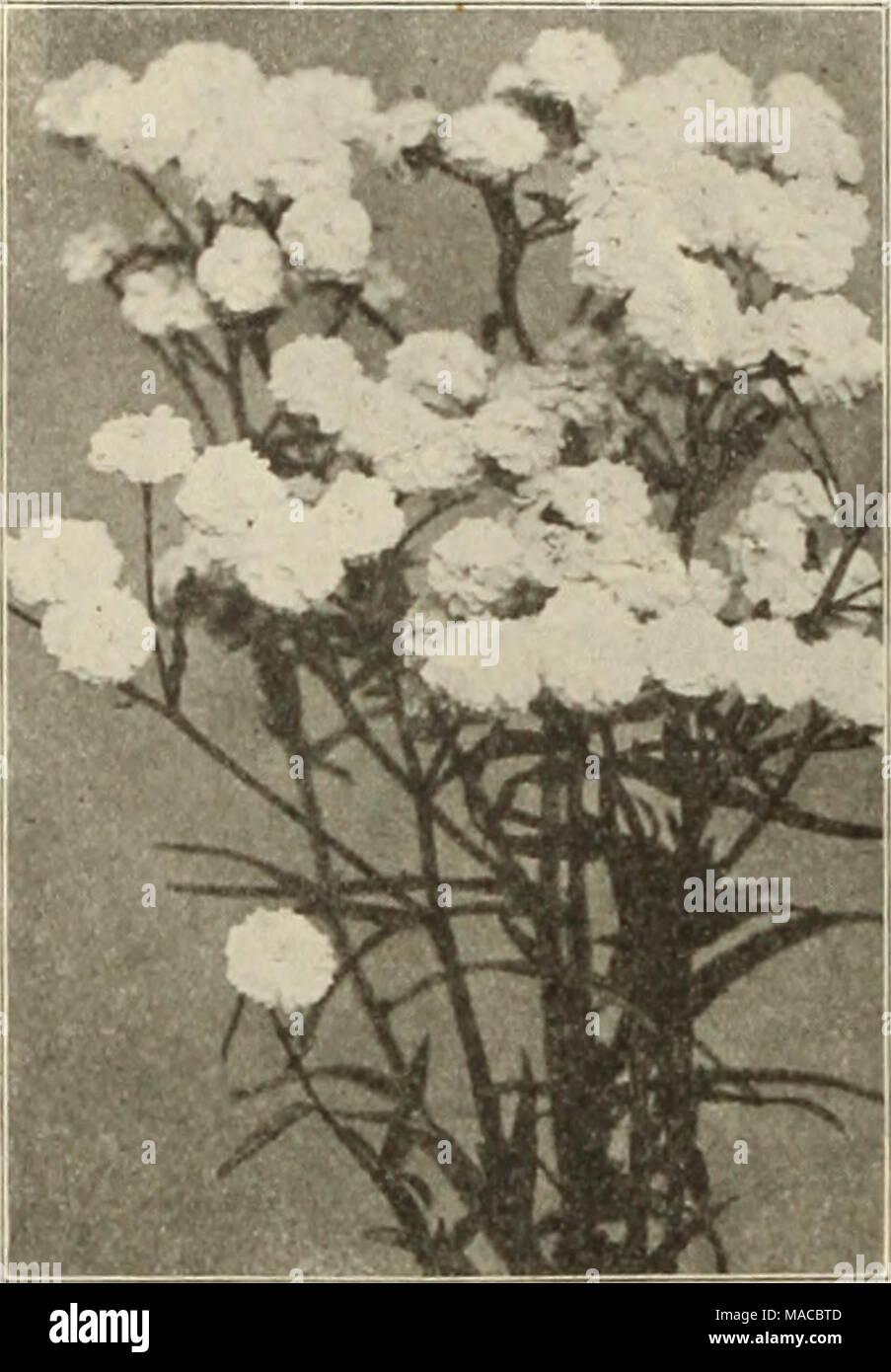 . Dreer der Großhandelspreis Liste der Samen Pflanzen und Blumenzwiebeln für Floristen: Düngemittel, Insektizide, Werkzeuge und Verbrauchsmaterialien. ACHILLEA PTARMICA FL. PL. UOULE DE NEIGE Achillea Millefolium (Schafgarbe). Boule de Nelge. Eine Verbesserung auf "Die Perle", mit Blumen von mehr perfekte Form, fuller Zentren und Reiner weiß; eine wertvolle Schnittblume. tl.OO pro dtz.; $ 7,00 pro 100. Pro doz. Pro 100 Boule d'Argent. 4-Zoll-Töpfe* 1 50 $ 10 00 Eupatorlum. Stark. 4-Zoll-Töpfe 85 600 Filipendula. . Starke, 3'/^"-Töpfe 85 6 00. Millefolium Roieum. 4 Zoll, Töpfe 85 6 00 Cerise Queen. 4-Zoll-Töpfe 85 6 00 Die Perle. 3-Zoll-Töpfe Stockfoto