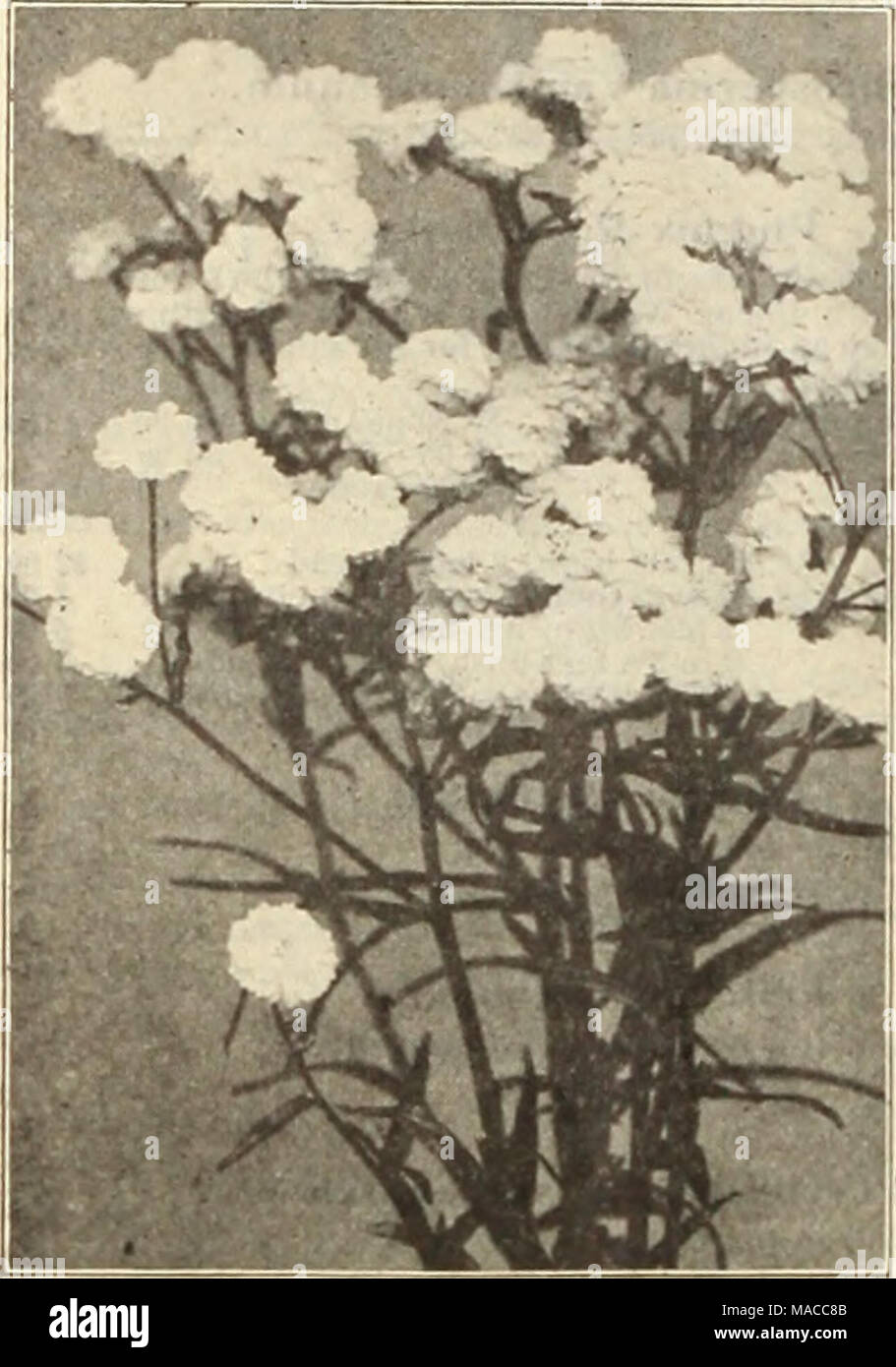 . Dreer der Großhandel Preisliste: Glühlampen für Floristen Pflanzen für Floristen Blumen Samen für Floristen Fungizide, Dünger, Insektizide, Geräte, etc. ACHILLEA PTARMICA FL. PL. IfOULE DE NEIGE Achillea (Miiroil). Boule de Nelee. Eine Verbesserung auf "Die Perle", mit Blumen von mehr perfekte Form, fuller Zentren und Reiner weiß: Eine wertvolle Schnittblume. $ 1,00 pro dtz.; $ 7,00 pro 100. Pro doz. Pro 100 Eupatorlum. Starke, 4-Zoll Töpfe 0 $ 85 $ 6 00 Flllpendula. Starke, 3'/i"-Töpfe 85 600 Millefolium Roseum. 4 Zoll, Töpfe 85 6 00 Cerise Queen. 4-Zoll-Töpfe 85 6 00 Die Perle. 3-Zoll-Töpfe 85 Stockfoto
